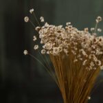 Buchet Glixia natural uscată – 45 cm