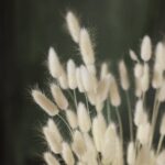 Buchet lagurus alb - 55 cm