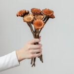 Buchet Protea Margareta - set 7 fire