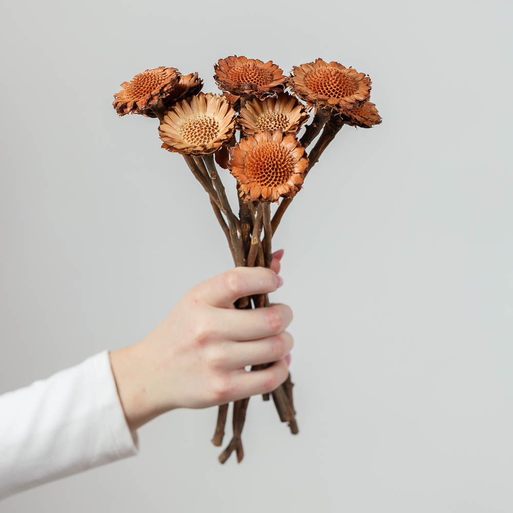 Buchet Protea Margareta – set 7 fire Buchet Protea Margareta - set 7 fire