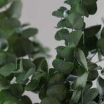 Buchet Eucalipt Cinerea verde, stabilizat - 70 cm