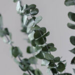 Buchet eucalipt Baby stabilizat - 70 cm