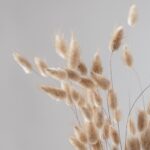 Buchet Lagurus Natur – 55 cm