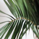 Palmier natural stabilizat - H 2m