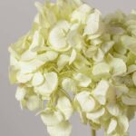 Hortensie stabilizată mint