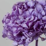 Hortensie stabilizată violet