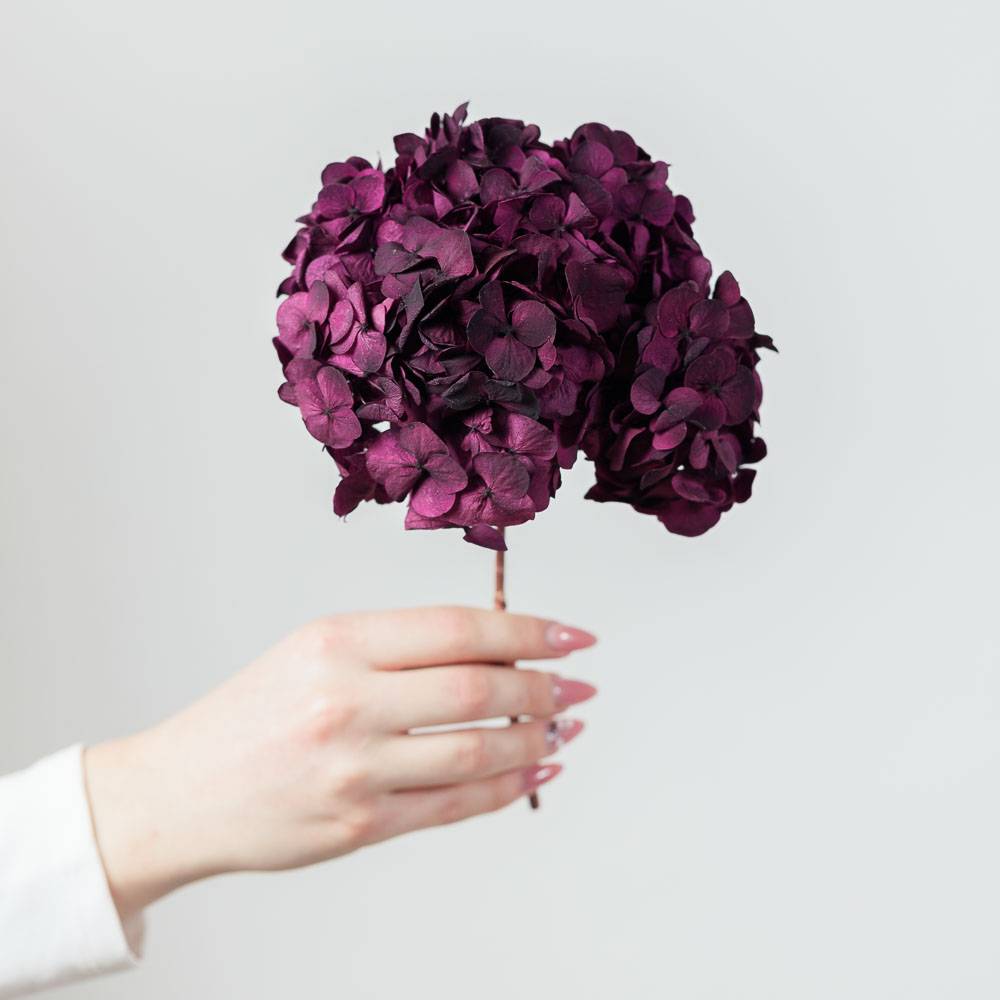 Hortensie stabilizată burgundy Hortensie stabilizată burgundy