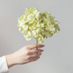 Hortensie stabilizată mint