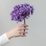Hortensie stabilizată violet