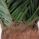 Palmier natural stabilizat - H 2m