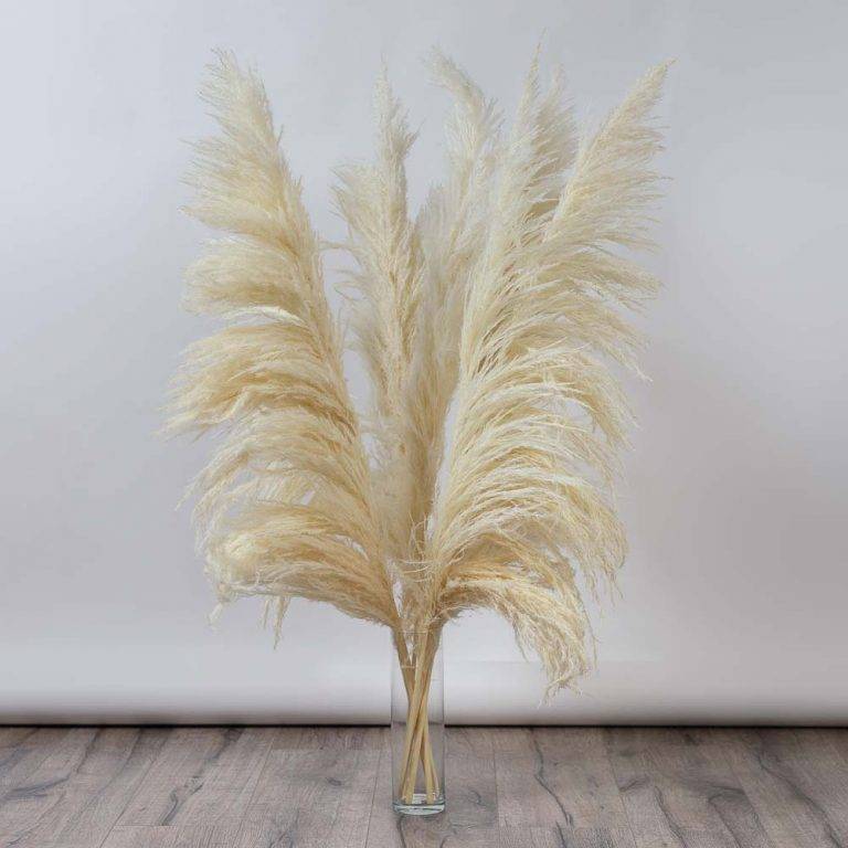 Pampas alb tip salcie