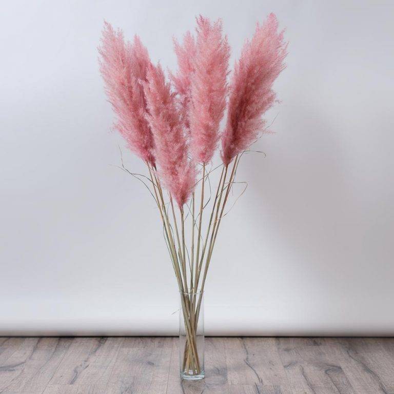 Pampas pufos roz prăfuit