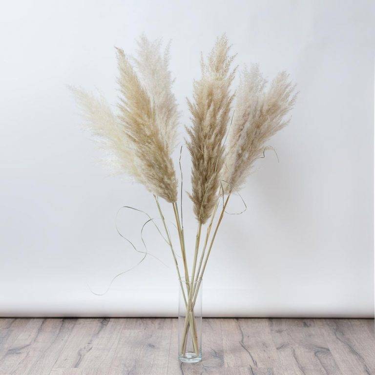 Pampas Pufos stuf mediu