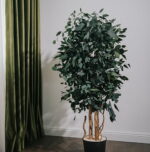 Arbore decorativ de interior – Eucalipt Populus stabilizat 1,8 m