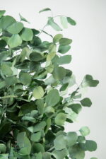 Arbore decorativ stabilizat, pentru interior – Eucalipt Populus natural, H1,3 m
