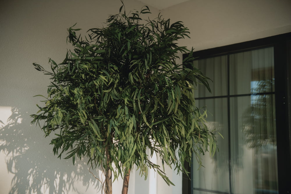 Arbore natural stabilizat, eucalipt Nicoly cu coronament mare - H 2,4m