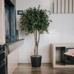 Arbore Pitosporum coronament natural stabilizat 1m