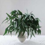 Buchet eucalipt Salcie stabilizat - 60 cm