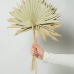 Buchet frunze naturale de palmier, uscate - 50 cm