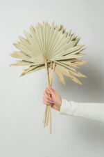 Buchet frunze naturale de palmier, uscate - 50 cm