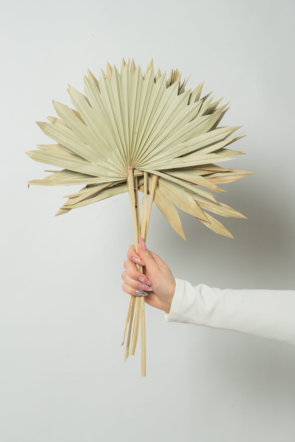 Buchet frunze naturale de palmier, uscate – 50 cm Buchet frunze naturale de palmier, uscate - 50 cm