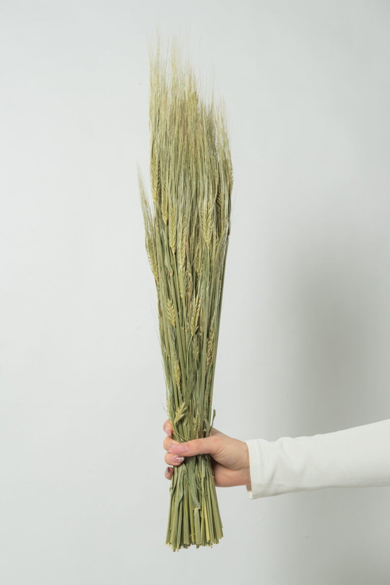 Buchet spice de grâu uscate