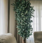 Arbore decorativ de interior - eucalipt Populus Slim stabilizat, H 2,4m