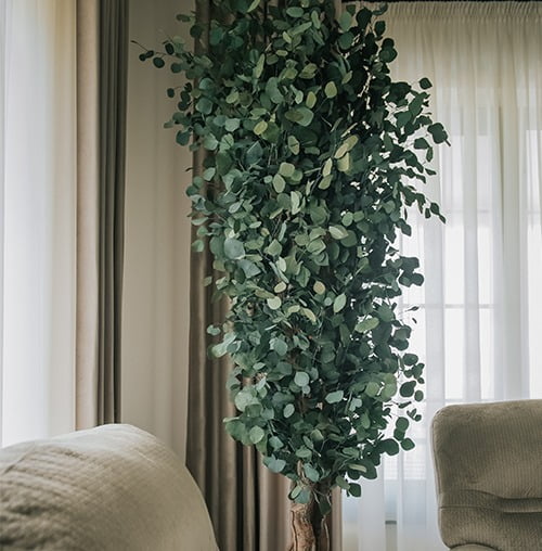 Arbore decorativ de interior - eucalipt Populus Slim stabilizat, H 2,4m