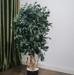 Arbore decorativ de interior – Eucalipt Populus stabilizat 1,8 m