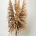 Pampas tip salcie natur – 115 cm