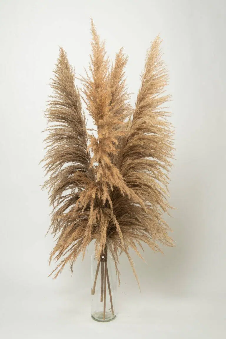 Pampas tip salcie natur – 115 cm