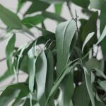 Buchet eucalipt Salcie stabilizat - 60 cm