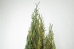 Arbore Columnaris natural stabilizat
