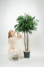 Arbore decorativ de interior – Eucalipt Nicoly cu coronament, H1,3 m