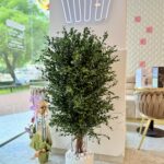 Arbore decorativ de interior - Eucalipt Parvifolia stabilizat, H1,3m