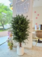Arbore decorativ de interior - Eucalipt Parvifolia stabilizat, H1,3m