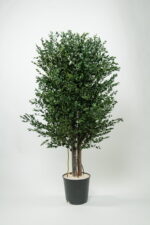 Arbore decorativ de interior - Eucalipt Parvifolia stabilizat, H1,3m