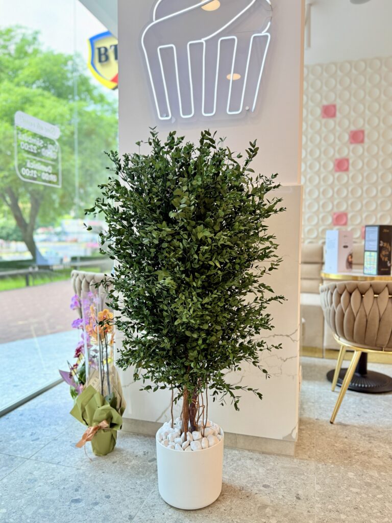 Arbore decorativ de interior - Eucalipt Parvifolia stabilizat, H1,3m