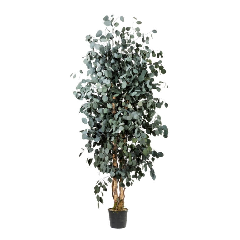 Arbore decorativ de interior – Eucalipt Populus stabilizat 1,8 m