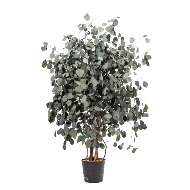 Arbore decorativ de interior Populus – eucalipt natural stabilizat, 1,3 m