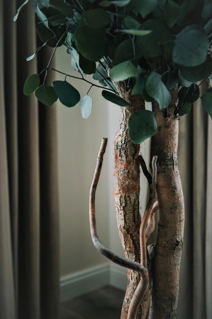 Arbore decorativ stabilizat, pentru interior - Eucalipt Populus, H1,8m