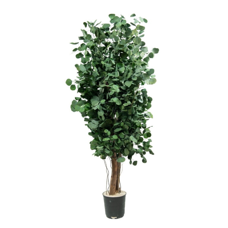 Arbore decorativ stabilizat, pentru interior – Eucalipt Populus natural, H1,3 m