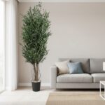 Arbore Eucalipt Parvifolia stabilizat 1,8 m