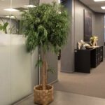 Arbore Nicoly eucalipt stabilizat 2,4m