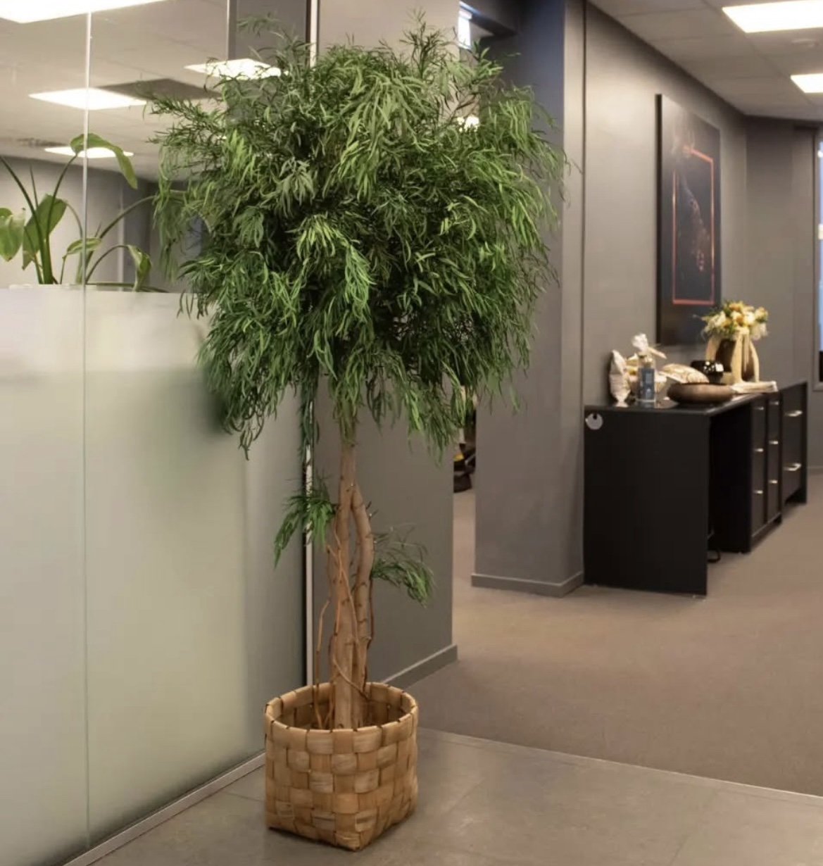 Arbore Nicoly eucalipt stabilizat 2,4m Arbore Nicoly eucalipt stabilizat 2,4m