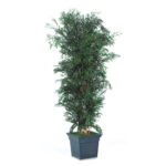 Arbore ornamental de interior – Eucalipt Nicoly stabilizat, 1,8 m