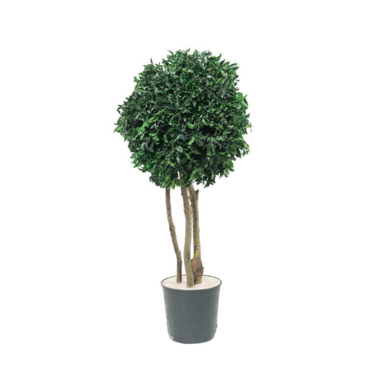 Arbore Pitosporum cu coronament, natural stabilizat - H 1m
