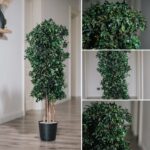 Arbore Pitosporum natural stabilizat 1.7m