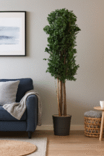 Arbore Pitosporum natural stabilizat 1.7m