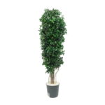 Arbore Pitosporum stabilizat 1,8m